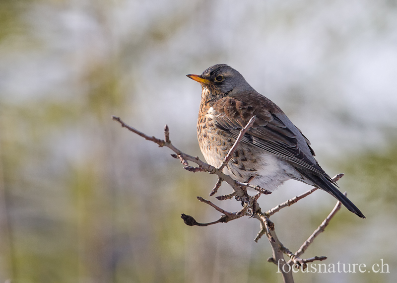 Grive litorne 8153.jpg - Grive litorne, Turdus pilaris, Fieldfare (Ermitage, Genève, Suisse, février 2012)
